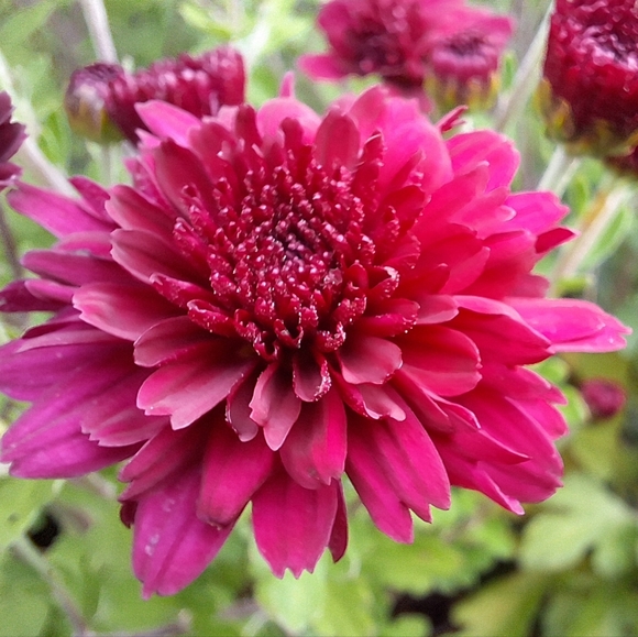 🐸🍄🌻 Meet Your Posher 🌻🍄🐸 - Picture 12 of 12